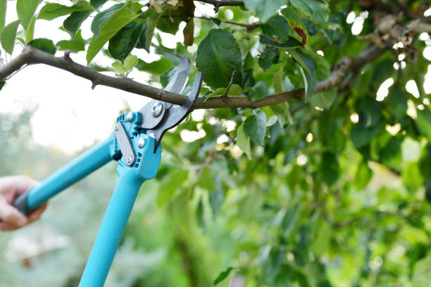 Tree Root Removal in Johnson, AR